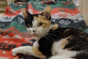 Animal shelter says ‘world’s worst cat’ is up for adoption