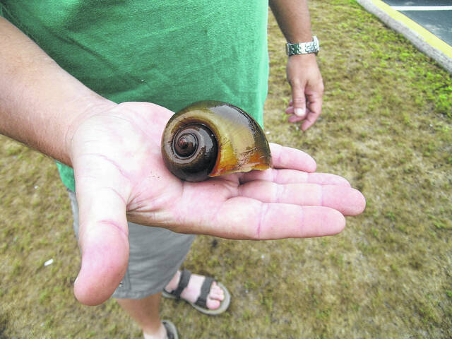 130039226_web1_applesnailinhand
The N.C. Wildlife Resources Commission announced this week that Apple Snails, a harmful invasive aquatic species, have been identified along the Lumber River in Lumberton.
Courtesy photo | NC Wildlife Resources Commission