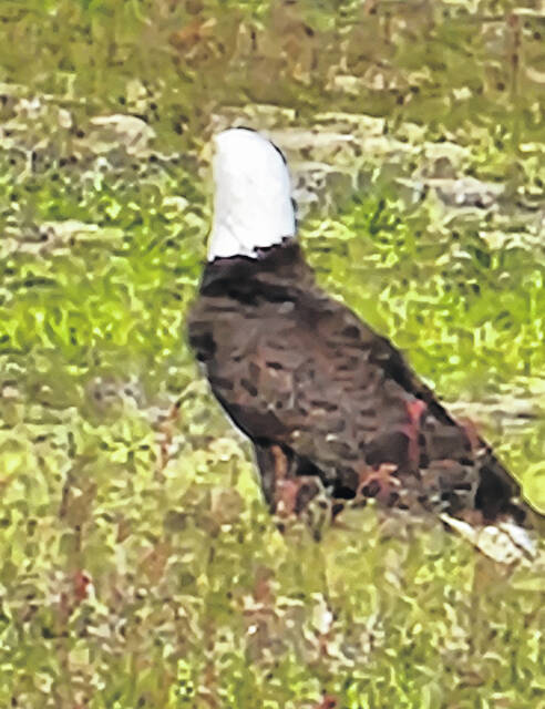 130485931_web1_march-15
An eagle was spotted hanging around the Wagram area. Shown is an image taken by Martin Chavis, who spotted the eagle on Old Wire Road near Salley McNair Road. The eagle was again spotted weeks later at the crossroads of North Turnpike and Hill Creek road
Courtesy photo | Martin Chavis
