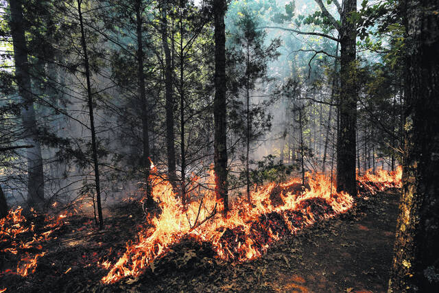 131380936_web1_129802339-a21058bae9074f3081a7e7ac135ffb4d
A prescribed fire burns during a wildland firefighter training Friday, June 9, 2023, in Hazel Green, Ala. Due to increased fire risk, the N.C. Forest Service has issued a ban on all open burning and has canceled all burning permits statewide effective 8 a.m. Friday, March 21 until further notice.
George Walker IV | AP